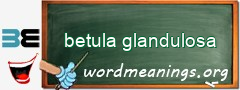 WordMeaning blackboard for betula glandulosa